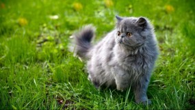 Чем кормить персидскую кошку?